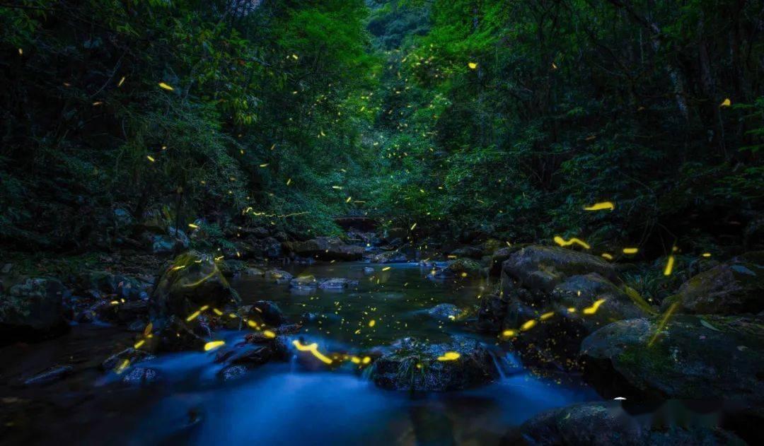 救援七星瓢虫