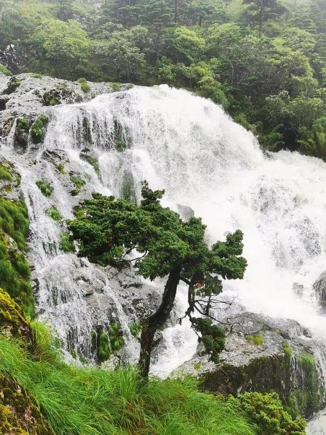 牛油果面包